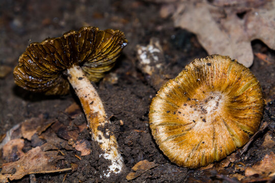 Poisinous straw-colored fiber head mushroom in a forest