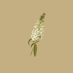 Buddleja. A flowering shrub. White garden flower. Botanical illustration. The plant is similar to Syringa. Summer lilac. Floristry. Buddeleia
