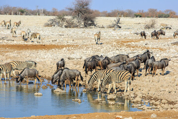 Fototapeta na wymiar A Huge group of animals including wildebeest, Zebra and Springbok come to drink at Okakeujo Waterhole in Etosha National Park, Namibia