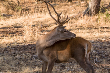 Ciervo. Cervo Elaphus, Venado. Parque Nacional de Monfragüe. Cáceres, Extremadura,