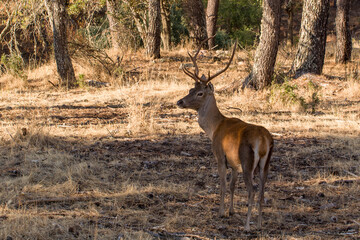 Ciervo. Cervo Elaphus, Venado. Parque Nacional de Monfragüe. Cáceres, Extremadura,