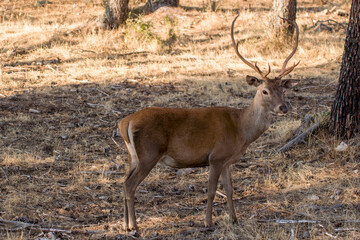 Ciervo. Cervo Elaphus, Venado. Parque Nacional de Monfragüe. Cáceres, Extremadura,