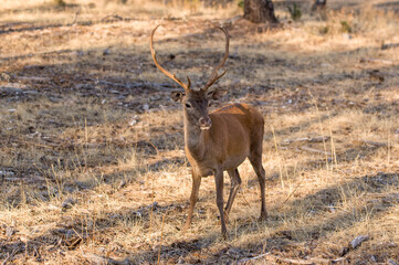 Ciervo. Cervo Elaphus, Venado. Parque Nacional de Monfragüe. Cáceres, Extremadura,
