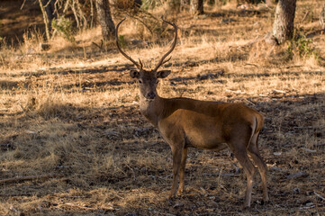 Ciervo. Cervo Elaphus, Venado. Parque Nacional de Monfragüe. Cáceres, Extremadura,