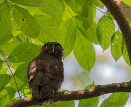 View of an Accipitrinae bird also known as hawk perched on a tree branch under the green leaves