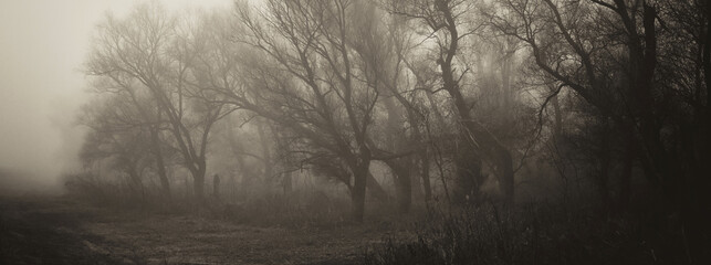 Spooky dark landscape showing forest on a misty winter day in sepia tones