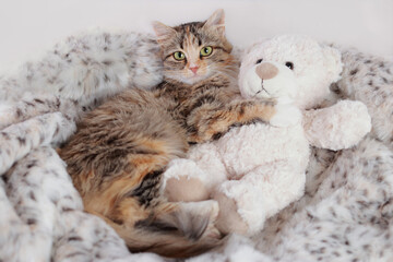 Cat lies and plays with a toy Teddy Bear. Beautiful Kitten rests on light fur and looking at the camera. Cute Cat close-up on a white background. Kitten with big green eyes. Pet. Animal background.