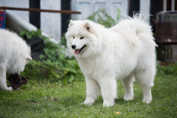 White Samoyed puppy sits in the courtyard. Dog in nature, a walk