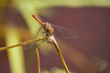 Rote Heidelibelle