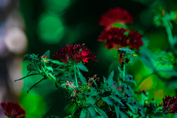 red flower in the garden