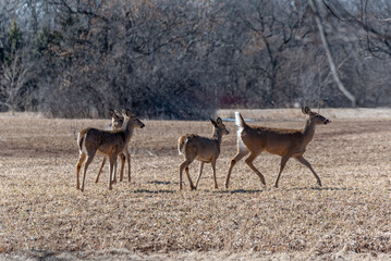 Urban Deer Gather In A Local Field In Spring