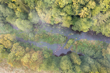 A river flowing in the forest. Aerial view