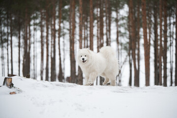 Beautiful fluffy Samoyed white dog is in the winter forest