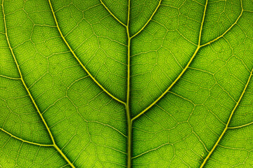 Ficus lyrata green leaf texture background