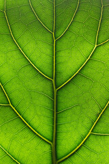 Fototapeta na wymiar Ficus lyrata green leaf texture background
