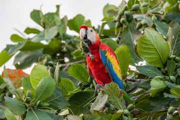 wild scarlet macaw
