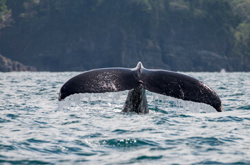 tail of the whale © Hodossy