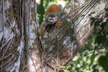 Squirrel monkey