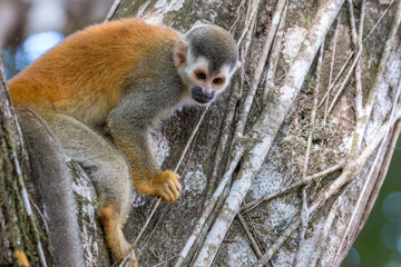 Obraz premium Squirrel monkey