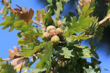 Ripening acorns on an oak tree in autumn