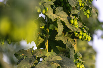 Close up of fresh, green ripe hops cones for the beer production in the farmyard, an ingredient for beer