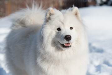 Samoyed white dog close up on snow outside on winter background