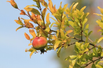 pomegranate ripening on branches on a blurry background

