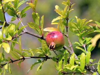 pomegranate ripening on branches on a blurry background
