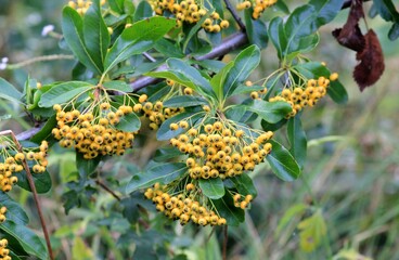 Ripening yellow Pyracantha fruits on a branch on a blurry background
