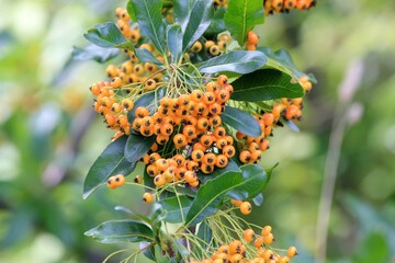 Ripening yellow Pyracantha fruits on a branch on a blurry background
