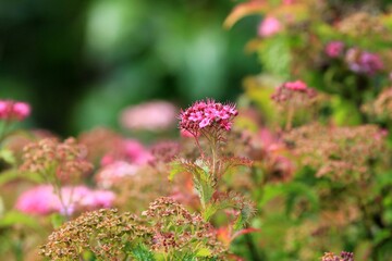 pink flowers of Spiraea japonica on a blurry background