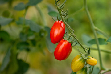 
two ripe small elongated snack tomatoes on the plant