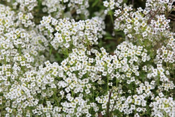 white Lobularia maritima flowers on a flower bed
