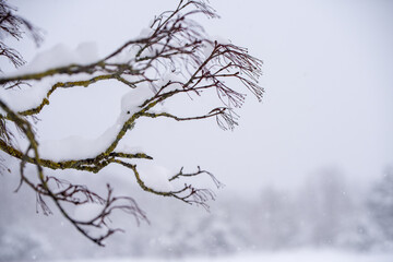 Fototapeta na wymiar Tree branch in the snow. Winter landscape with snowy