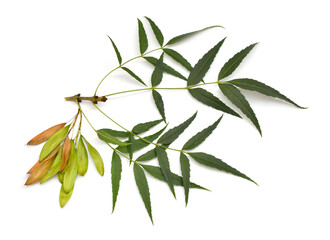 Fraxinus angustifolia, the narrow-leaved ash. Isolated on white