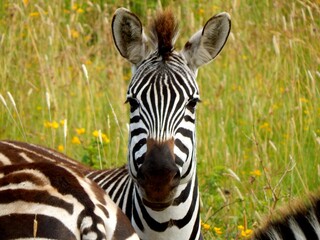 Fototapeta na wymiar Zebra in Serengeti, Tanzania