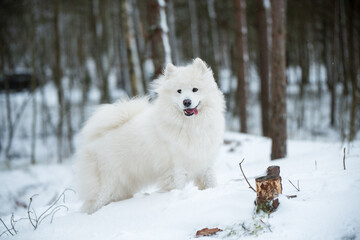 Samoyed white dog is sitting in the winter forest