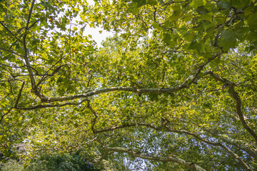 Fototapeta premium Large tree with branches and leaves background