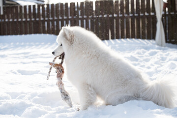 Samoyed white dog is playing on snow outside