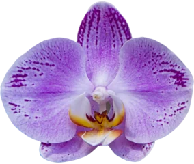 Foto op Canvas purple moth orchid flower isolated on white © Ibenk.88