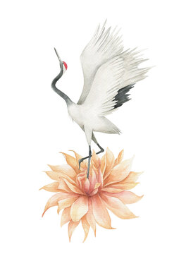 Watercolor print with crane and chrysanthemum. Japanese hand drawn illustration on white background