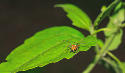 Lynx spider (Oxyopidae) sitting on a green leaf. Oxyopes Shweta is a species of lynx spider. This spider is distributed in India and China. An active hunter is commonly seen in green leaves.