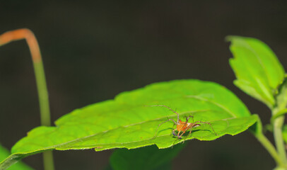 Fototapeta premium Lynx spider (Oxyopidae) sitting on a green leaf. Oxyopes Shweta is a species of lynx spider. This spider is distributed in India and China. An active hunter is commonly seen in green leaves.