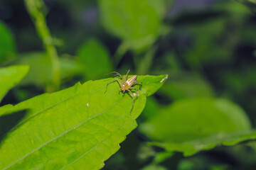 Lynx spider (Oxyopidae) sitting on a green leaf. Oxyopes Shweta is a species of lynx spider. This spider is distributed in India and China. An active hunter is commonly seen in green leaves.
