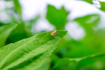 Lynx spider (Oxyopidae) sitting on a green leaf. Oxyopes Shweta is a species of lynx spider. This spider is distributed in India and China. An active hunter is commonly seen in green leaves.