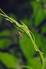 Lynx spider (Oxyopidae) sitting on a green leaf. Oxyopes Shweta is a species of lynx spider. This spider is distributed in India and China. An active hunter is commonly seen in green leaves.