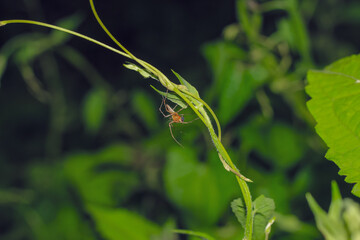 Lynx spider (Oxyopidae) sitting on a green leaf. Oxyopes Shweta is a species of lynx spider. This spider is distributed in India and China. An active hunter is commonly seen in green leaves.