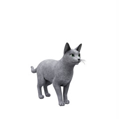 Norway Cat