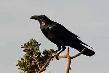 Common raven // Kolkrabe (Corvus corax)
