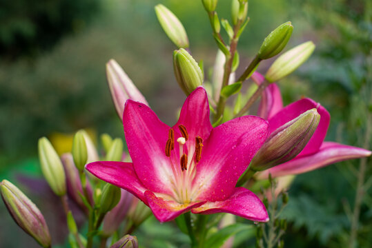 a few lilies grow on the lawn. High quality photo